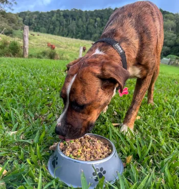 10kg Dog Food Demo