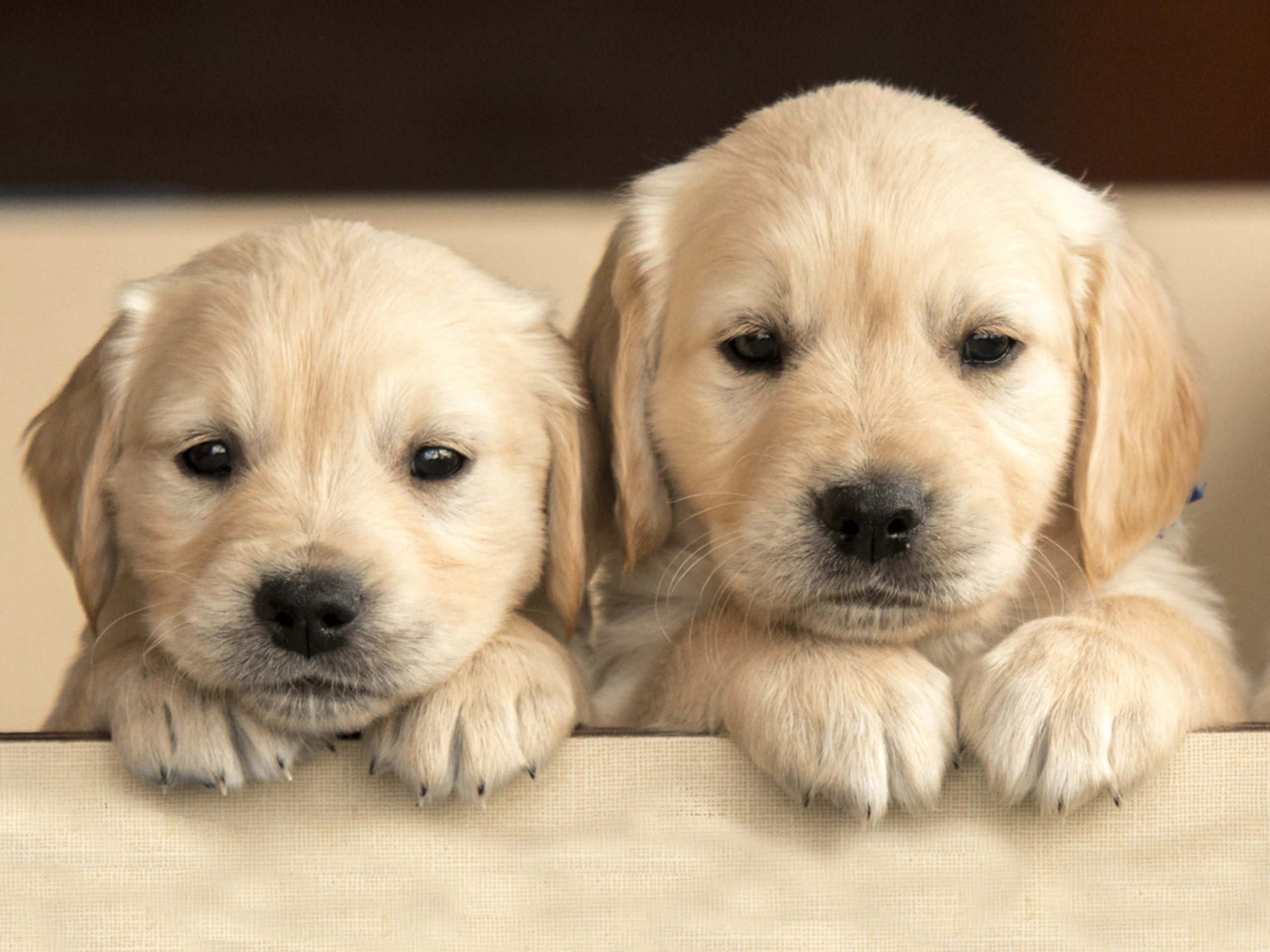 cute dog 9